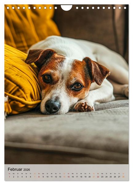 Produktbild: Jack Russel Terrier - furchtlos und viel Selbstvertrauen (Wandkalender 2026 DIN A4 hoch), CALVENDO Monatskalender