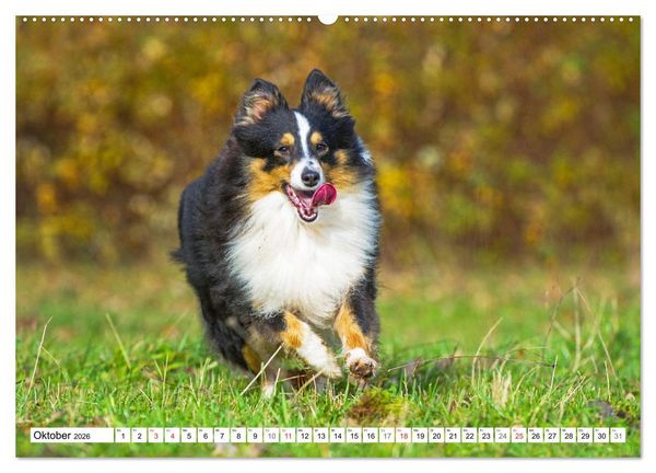 Produktbild: H&uuml;tehund der Shetland Inseln - Shetland Sheepdog (Wandkalender 2026 DIN A2 quer), CALVENDO Monatskalender