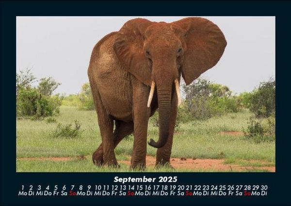 Produktbild: Elefanten - Die sanften Riesen Afrikas 2025 Fotokalender DIN A5