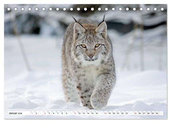 Produktbild: Tiermomente (Tischkalender 2026 DIN A5 quer), CALVENDO Monatskalender