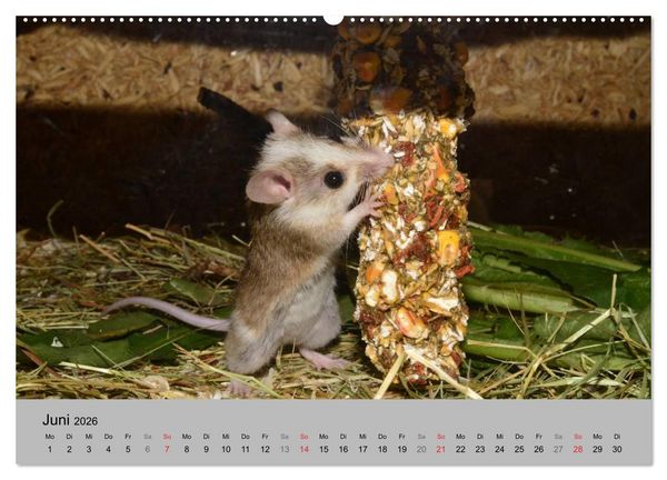 Produktbild: Mausebande (Wandkalender 2026 DIN A2 quer), CALVENDO Monatskalender