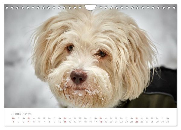 Produktbild: Havaneser - Herz aus Gold (Wandkalender 2026 DIN A4 quer), CALVENDO Monatskalender