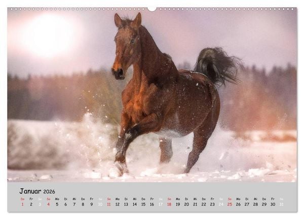Produktbild: Pferde - Anmut und St&auml;rke gepaart mit Magie (Wandkalender 2026 DIN A2 quer), CALVENDO Monatskalender