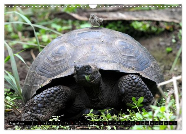 Produktbild: Galapagos Archipel- Faszination Tierwelt (Wandkalender 2026 DIN A3 quer), CALVENDO Monatskalender