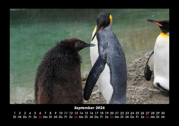 Produktbild: Pinguine & Eisb&auml;ren 2026 Fotokalender DIN A3
