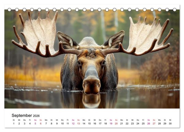 Produktbild: Elche - die Stimme der Wildnis (Tischkalender 2026 DIN A5 quer), CALVENDO Monatskalender