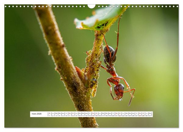 Produktbild: La vie de nos prairies - Le monde des fourmis (Calendrier mural 2026 DIN A3 vertical), CALVENDO calendrier mensuel