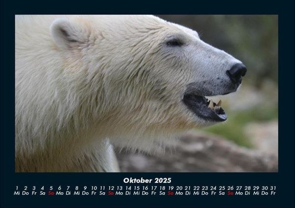Produktbild: Pinguine & Eisb&auml;ren 2025 Fotokalender DIN A4