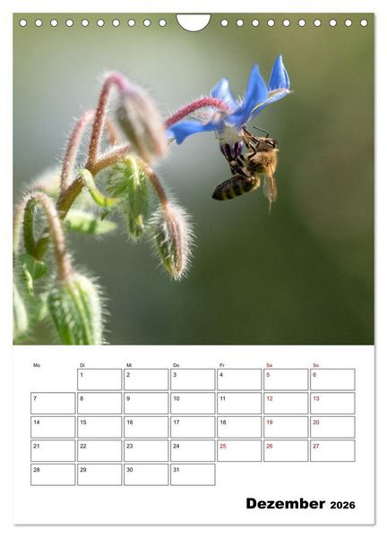 Produktbild: Hummeln und Bienen Terminplaner (Wandkalender 2026 DIN A4 hoch), CALVENDO Monatskalender