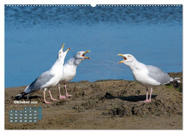 Produktbild: M&ouml;wen frech und witzig (Wandkalender 2026 DIN A2 quer), CALVENDO Monatskalender