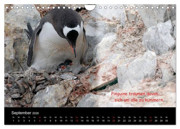 Produktbild: Wovon Pinguine tr&auml;umen (Wandkalender 2026 DIN A4 quer), CALVENDO Monatskalender