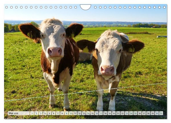 Produktbild: K&uuml;he im Einklang mit der Natur (Wandkalender 2026 DIN A4 quer), CALVENDO Monatskalender