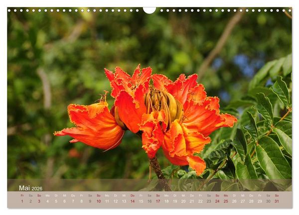Produktbild: Aloha aus Hawaii (Wandkalender 2026 DIN A3 quer), CALVENDO Monatskalender
