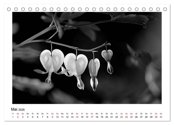 Produktbild: Die grafische Sch&ouml;nheit der Pflanzen &ndash; Schwarz-Wei&szlig; (Tischkalender 2026 DIN A5 quer), CALVENDO Monatskalender