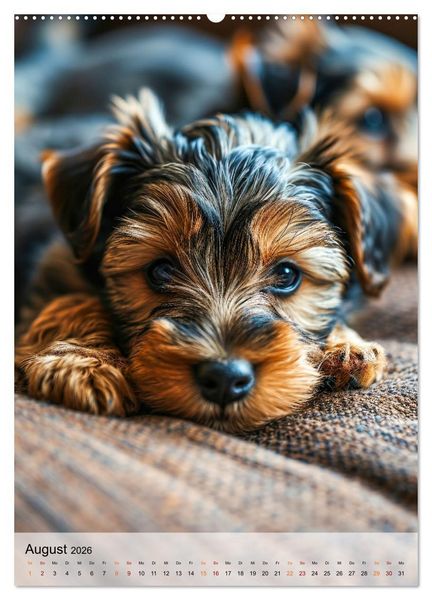 Produktbild: Yorkshire Terrier - ein Hund mit starkem Charakter (hochwertiger Premium Wandkalender 2026 DIN A2 hoch), Kunstdruck in Hochglanz