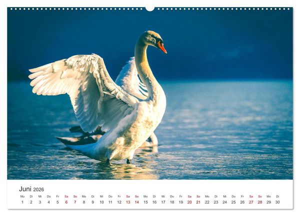 Produktbild: Schw&auml;ne - Prachtvolle Federkleider. (hochwertiger Premium Wandkalender 2026 DIN A2 quer), Kunstdruck in Hochglanz