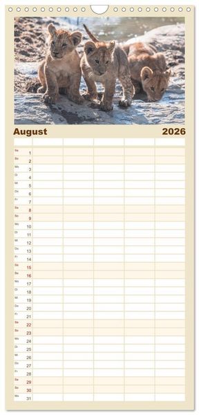Produktbild: Familienplaner 2026 - L&ouml;wen - Raubkatzen Afrikas mit 5 Spalten (Wandkalender, 21 x 45 cm) CALVENDO