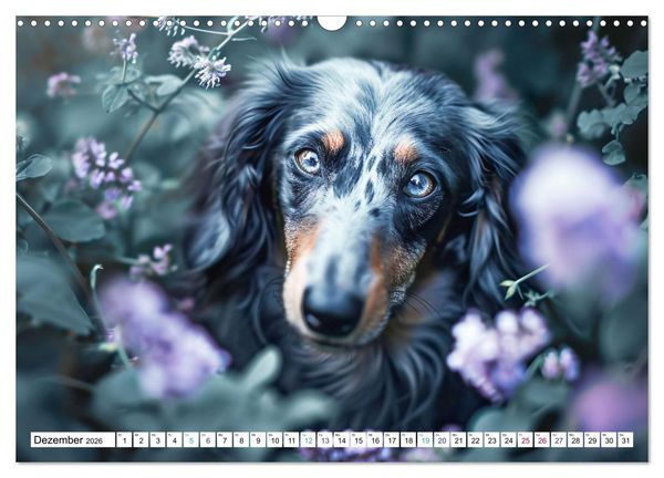 Produktbild: Zauberhafte Dackel (Wandkalender 2026 DIN A3 quer), CALVENDO Monatskalender