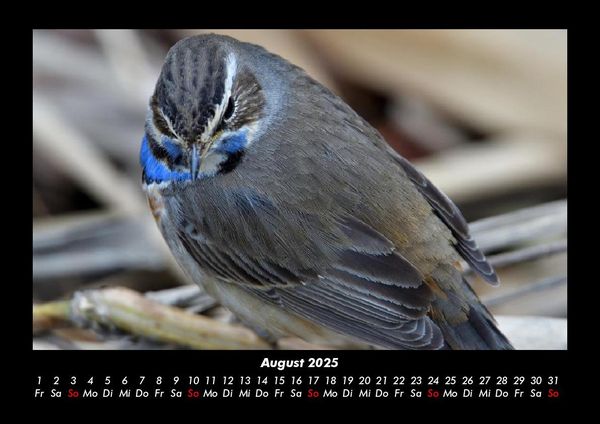 Produktbild: Vogelparadies 2025 Fotokalender DIN A3