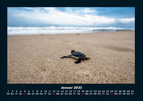 Produktbild: Schildkr&ouml;tenzauber 2025 Fotokalender DIN A4