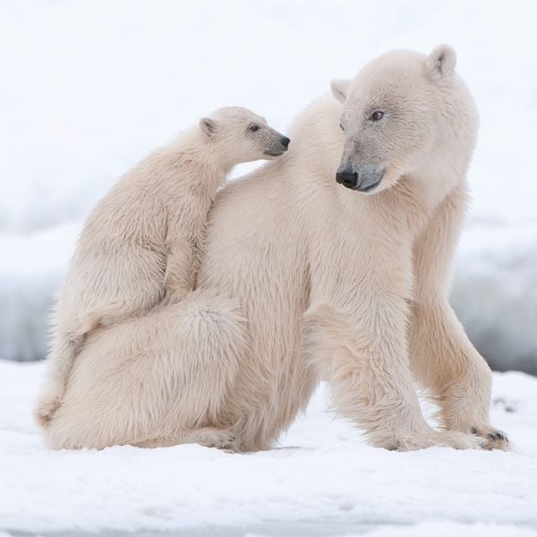 Produktbild: Eisb&auml;ren / Polar Bears 2027