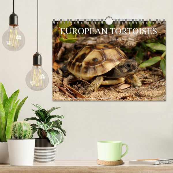 Produktbild: European Tortoises / UK-Version (Wall Calendar 2026 DIN A4 landscape), CALVENDO 12 Month Wall Calendar