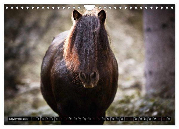 Produktbild: Shetlandpony Kalender (Wandkalender 2026 DIN A4 quer), CALVENDO Monatskalender