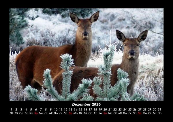 Produktbild: Waldbewohner 2026 Fotokalender DIN A3