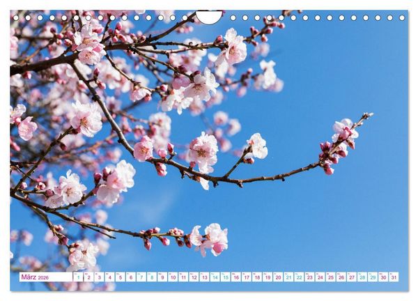 Produktbild: Freinsheim - So Wunderbar (Wandkalender 2026 DIN A4 quer), CALVENDO Monatskalender