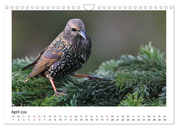 Produktbild: Heimische Gartenv&ouml;gel - Gefiederte Freunde (Wandkalender 2026 DIN A4 quer), CALVENDO Monatskalender