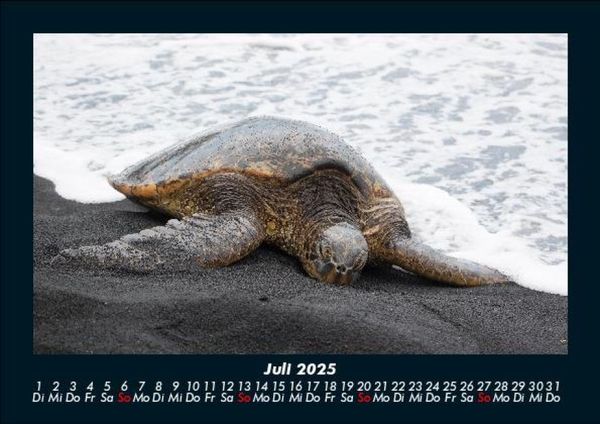 Produktbild: Schildkr&ouml;tenzauber 2025 Fotokalender DIN A5