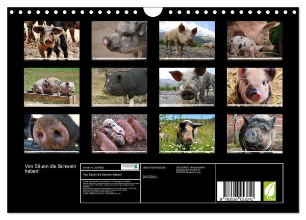 Produktbild: Von S&auml;uen die Schwein haben! (Wandkalender 2026 DIN A4 quer), CALVENDO Monatskalender