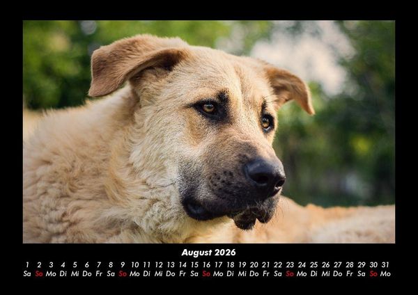 Produktbild: Hunde 2026 Fotokalender DIN A3