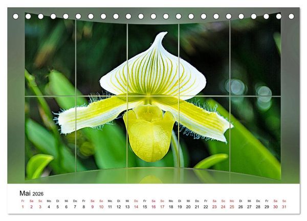 Produktbild: Orchideen Bildergalerie (Tischkalender 2026 DIN A5 quer), CALVENDO Monatskalender