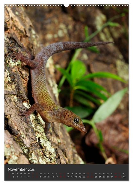 Produktbild: GECKOS (hochwertiger Premium Wandkalender 2026 DIN A2 hoch), Kunstdruck in Hochglanz