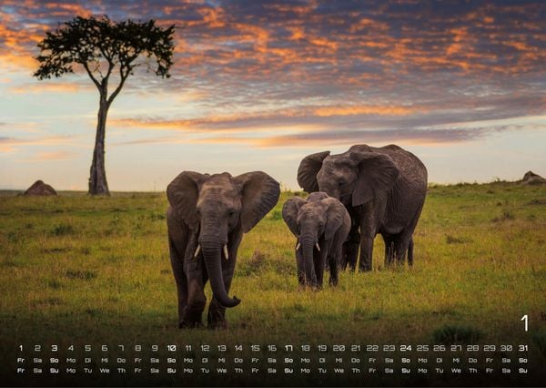 Produktbild: Afrikas Tierwelt - Der Tierkalender - 2027 - Kalender DIN A3