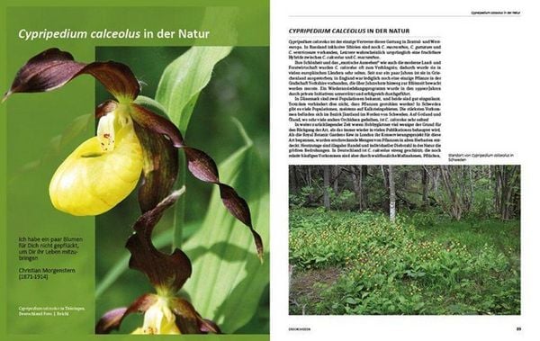 Produktbild: Erdorchideen