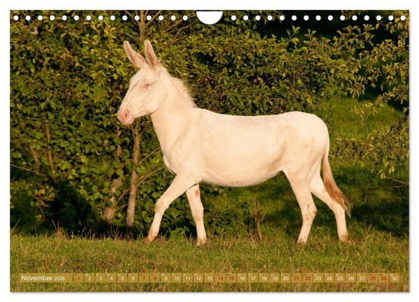 Produktbild: Wei&szlig;e Esel - M&auml;rchenhafte Langohren (Wandkalender 2026 DIN A4 quer), CALVENDO Monatskalender