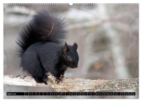 Produktbild: EICHH&Ouml;RNCHEN (hochwertiger Premium Wandkalender 2026 DIN A2 quer), Kunstdruck in Hochglanz