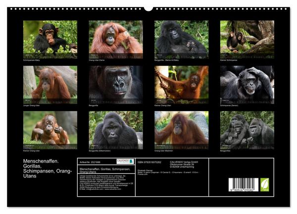 Produktbild: Menschenaffen. Gorillas, Schimpansen, Orang-Utans (hochwertiger Premium Wandkalender 2026 DIN A2 quer), Kunstdruck in Hochglanz