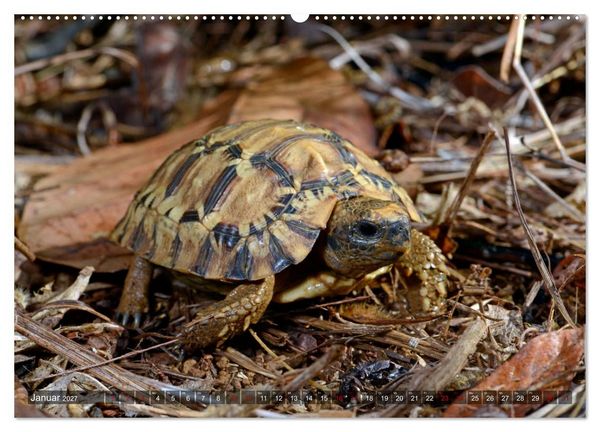 Produktbild: Reptilien auf Madagaskar (Wandkalender 2027 DIN A2 quer), CALVENDO Monatskalender
