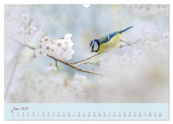 Produktbild: Sch&ouml;nheiten des Waldes (Wandkalender 2027 DIN A3 quer), CALVENDO Monatskalender