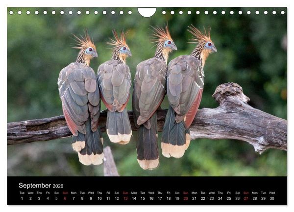 Produktbild: Peru - from the Andes to the Amazon / UK-Version (Wall Calendar 2026 DIN A4 landscape), CALVENDO 12 Month Wall Calendar
