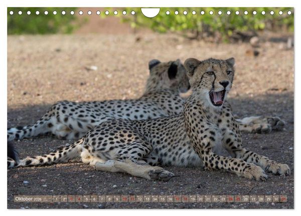 Produktbild: Geparden - Die Sch&ouml;nheiten Afrikas (Wandkalender 2026 DIN A4 quer), CALVENDO Monatskalender