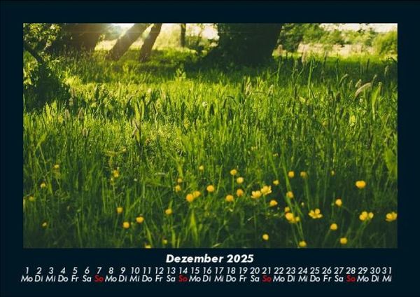 Produktbild: Blumenkalender 2025 Fotokalender DIN A5