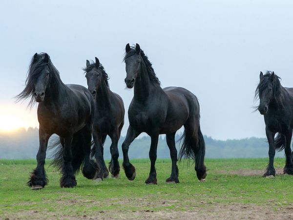 Produktbild: CALVENDO Puzzle Ein Motiv aus dem Kalender Friesen - stolze Giganten | 1000 Teile Lege-Gr&ouml;&szlig;e 64x48cm Foto-Puzzle f&uuml;r gl&uuml;ckliche Stunden