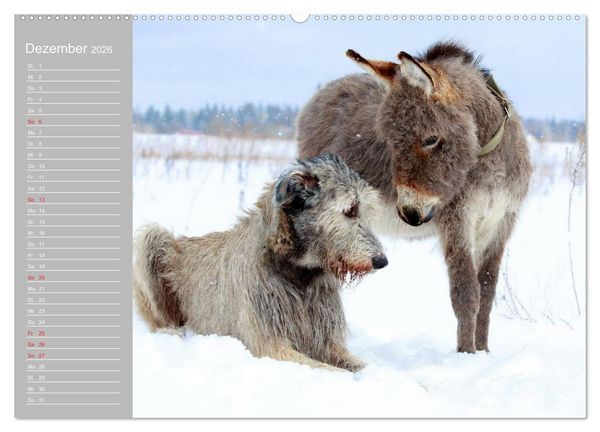 Produktbild: Kleiner Esel. Boldewyn mit seinen Freunden (Wandkalender 2026 DIN A2 quer), CALVENDO Monatskalender