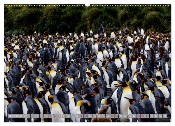 Produktbild: Einfach liebenswert diese Pinguine (hochwertiger Premium Wandkalender 2026 DIN A2 quer), Kunstdruck in Hochglanz