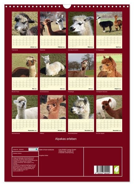 Produktbild: Alpakas erleben (Wandkalender 2026 DIN A3 hoch), CALVENDO Monatskalender