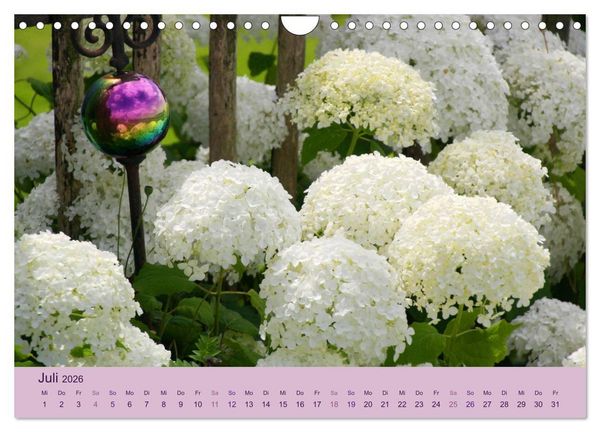 Produktbild: Hortensien 2026. Farbenpr&auml;chtige Impressionen aus dem Garten (Wandkalender 2026 DIN A4 quer), CALVENDO Monatskalender